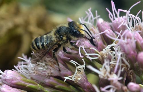 Réf. 214 674 : Megachile sp.